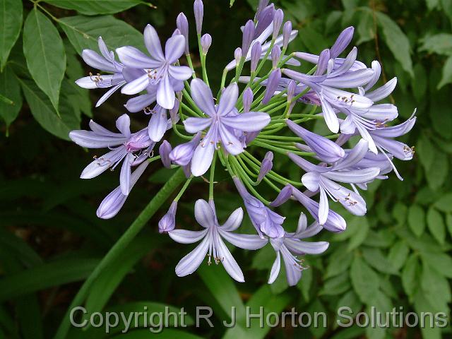 Agapanthus Blue 1